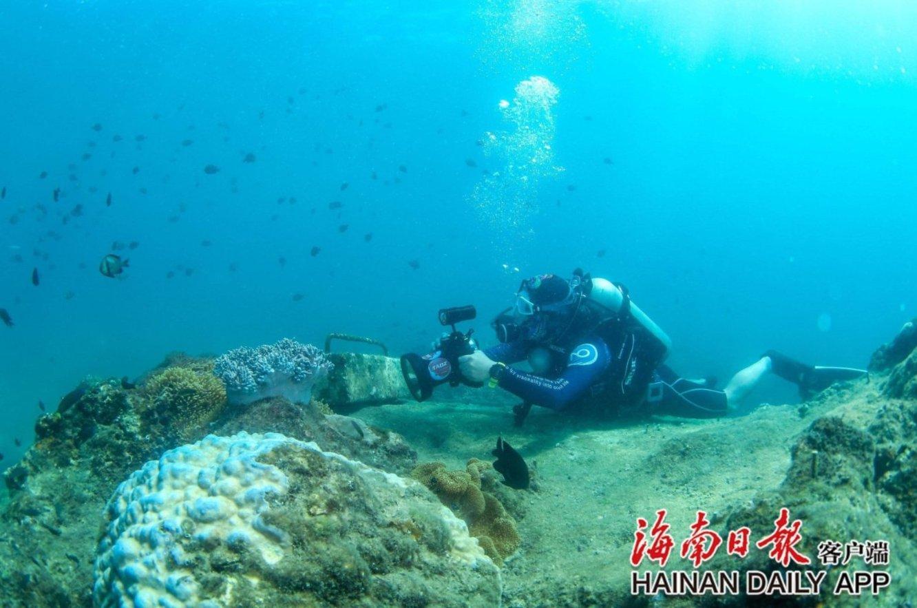 救援蓝鸦